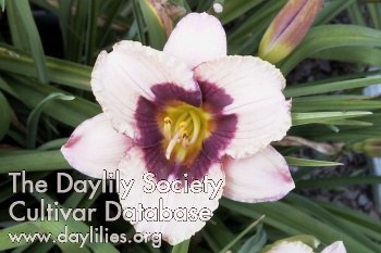Daylily Orchid Candy